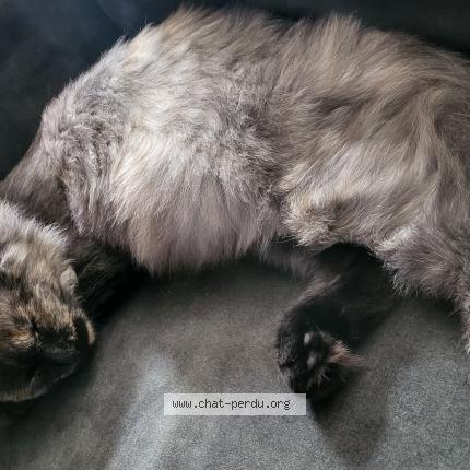 Photo de chat perdu à Maison Alfort
