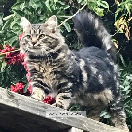 Photo de chat perdu à Castelnau Le Lez