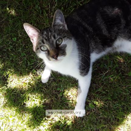 Photo de chat perdu à Masnieres