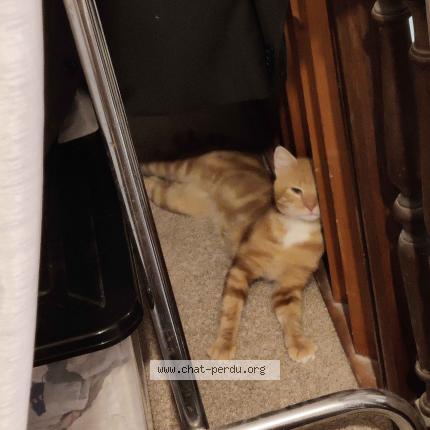 Photo 1/1 Chat retrouvé Trouvé à Marigny En Orxois