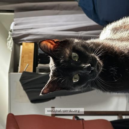 Photo 1/1 Chat retrouvé Perdu à Thorigny Sur Marne