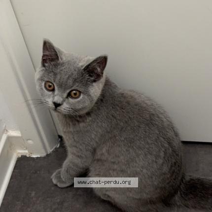 Photo 1/1 Chat retrouvé Perdu à Gennevilliers