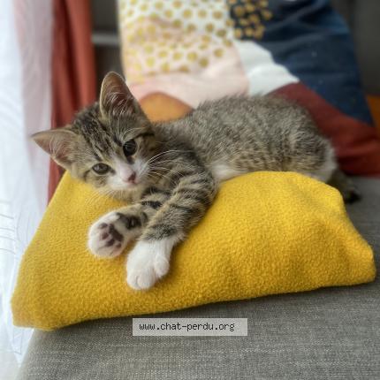 Photo de chat perdu à Melun