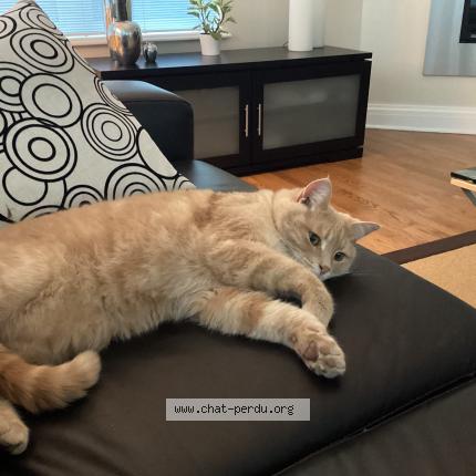 Photo 1/1 Albert Chat perdu à Austin en estrie