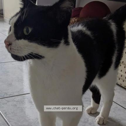 Photo de chat trouvé à Orsay