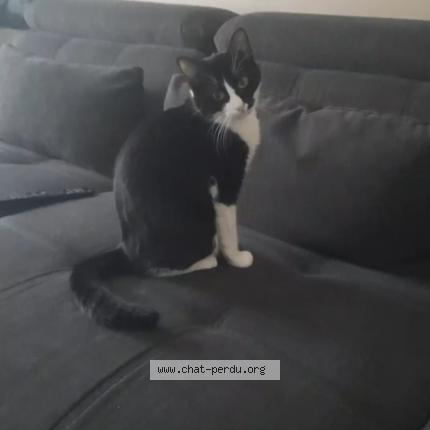 Photo de chat perdu à Courdimanche