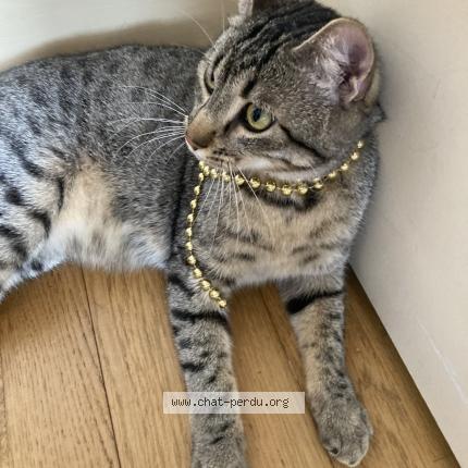 Photo de chat perdu à Nancy