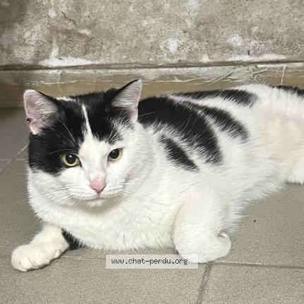 Photo de chat perdu à Sucy En Brie