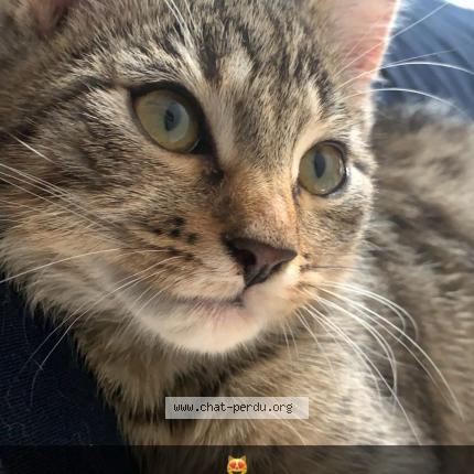 Photo de chat perdu à Villers Bocage