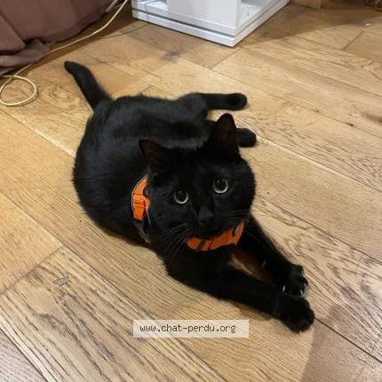 Photo de chat perdu à Lyon