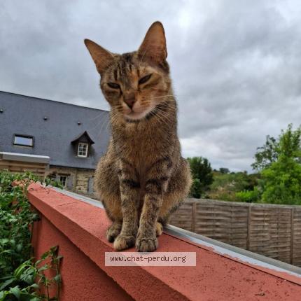 Photo 1/1 KAPSULE Chat perdu à Menil