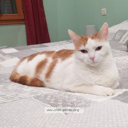 Photo de chat perdu à Montauban