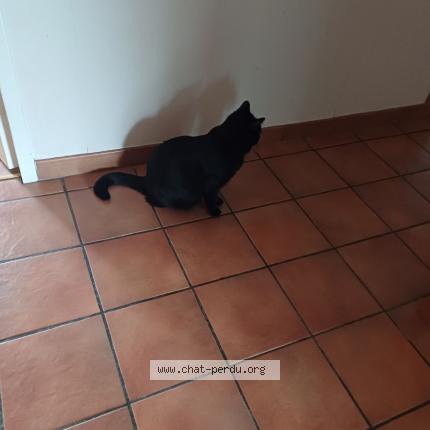 Photo 1/1 Chat retrouvé Perdu à Montivilliers