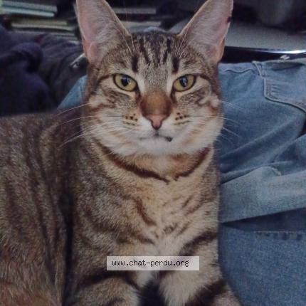 Photo de chat perdu à Barentin