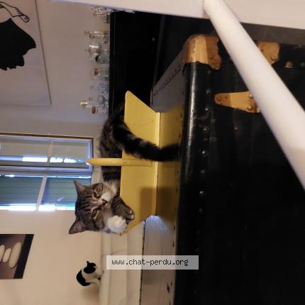 Photo de chat perdu à Agen