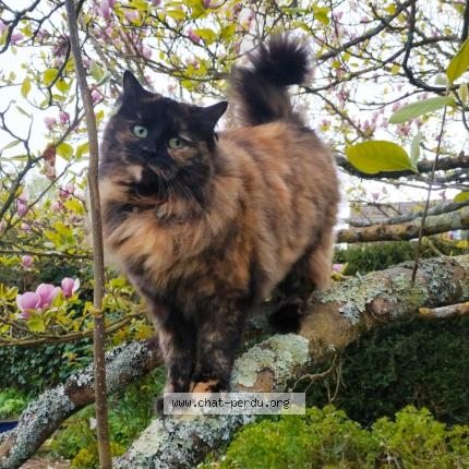 Photo 1/1 Chat retrouvé Perdu à Cherbourg En Cotentin