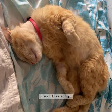 Photo 1/1 Tigrou Chat perdu à Garchizy