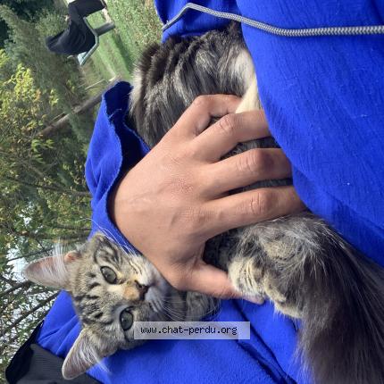 Photo de chat trouvé à Stains