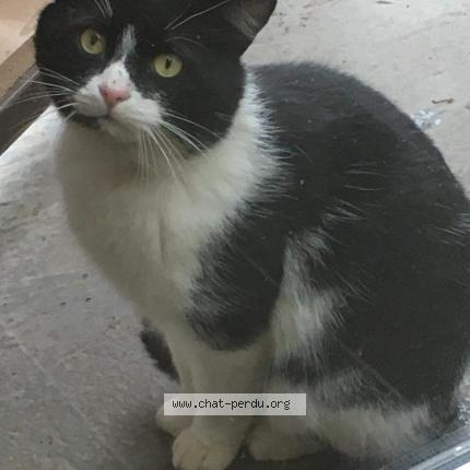 Photo 1/1 Chat retrouvé Perdu à Pierre percee 54540