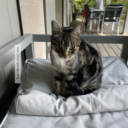 Photo de chat trouvé à Arcachon