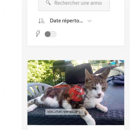 Photo 1/1 Chat retrouvé Perdu à Wittenheim