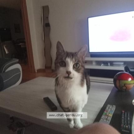 Photo de chat perdu à Wittenheim