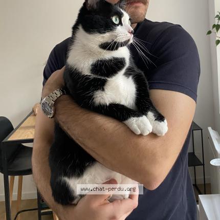 Photo 1/1 Chat retrouvé Perdu à Lille