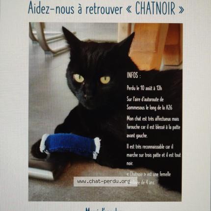 Photo de chat perdu à Sommesous