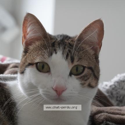 Photo 1/1 Chat retrouvé Perdu à Bayonne