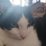 Photo de chat perdu à Meximieux