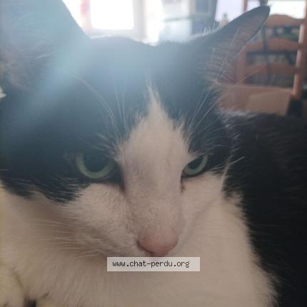 Photo 1/1 Chat retrouvé Perdu à Meximieux