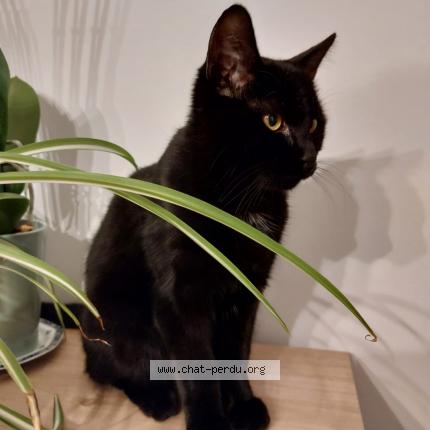 Photo 1/1 Chat retrouvé Perdu à Soisy Sous Montmorency