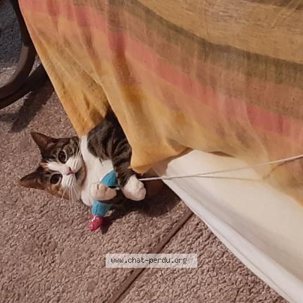 Photo de chat perdu à Draguignan