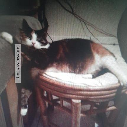 Photo 2/2 Chat retrouvé Perdu à Draguignan