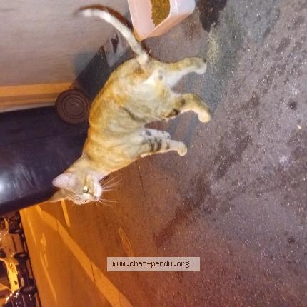 Photo de chat trouvé à Saint Etienne