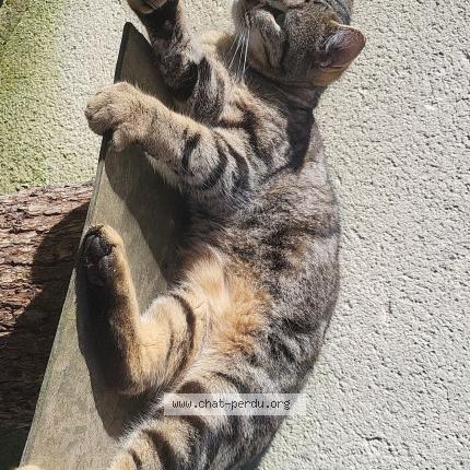 Photo 1/1 Chat retrouvé Perdu à Conquereuil
