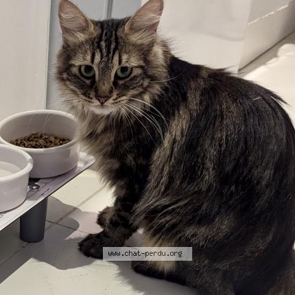 Photo 1/1 Shadow Chat perdu à Vallauris