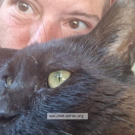 Photo de chat perdu à Naujac Sur Mer