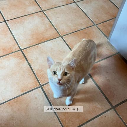 Photo 1/1 Chat retrouvé Perdu à Marcheseuil