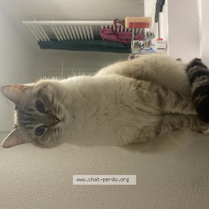 Photo 1/1 Chat retrouvé Perdu à Toulouse