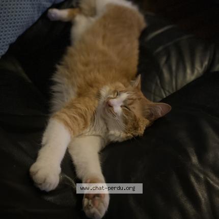 Photo de chat perdu à Quimper