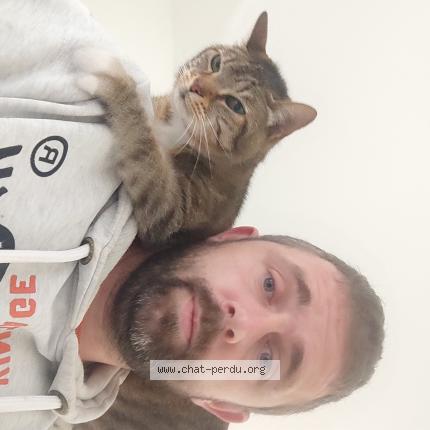 Photo de chat perdu à Pordic