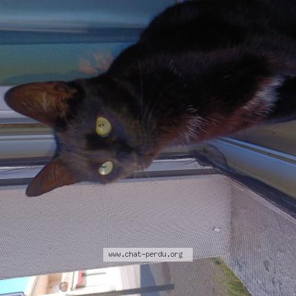 Photo de chat perdu à Fauguerolles