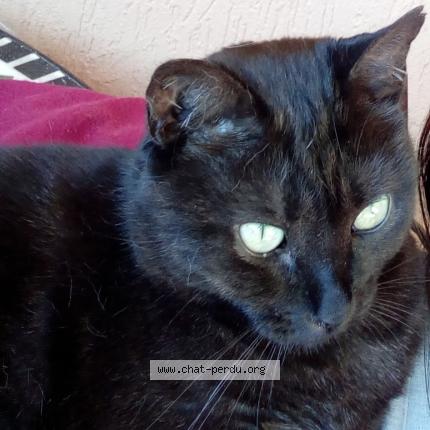 Photo 1/1 Mia Chat perdu à Bosroumois