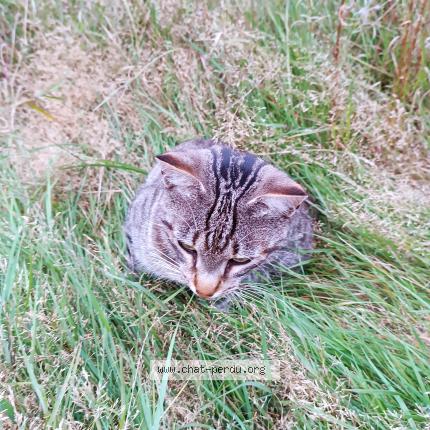 Photo de chat perdu à Remiremont