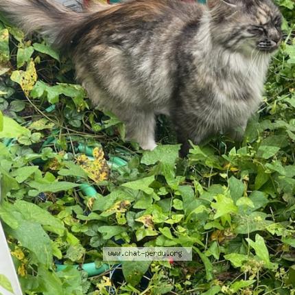 Photo 1/1 Chat retrouvé Trouvé à Roubaix