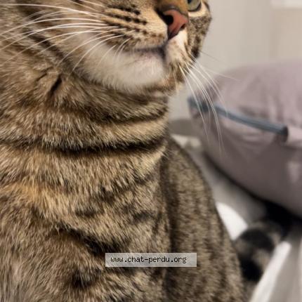 Photo de chat perdu à Malakoff