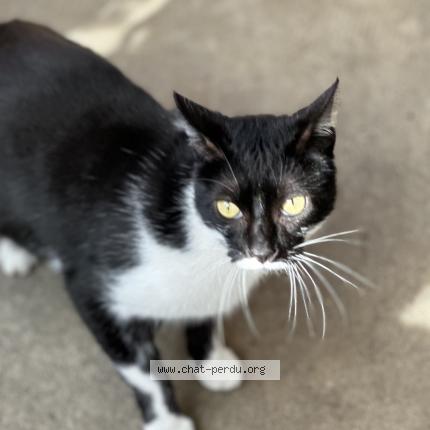 Photo 1/1 Chat retrouvé Perdu à Toulouse