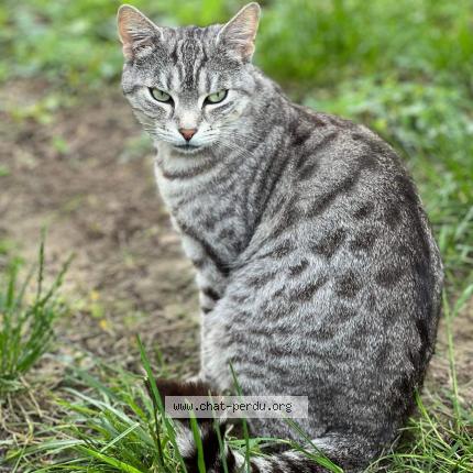 Photo 1/1 Rafiki Chat perdu à Troyes