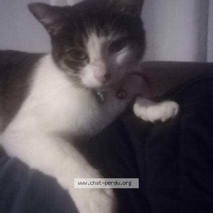 Photo 1/5 ZEUS Chat perdu à St macaire en mauges